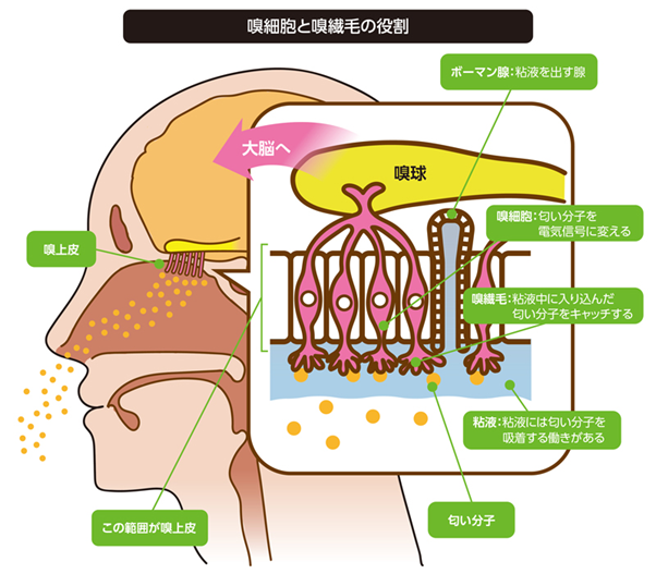 においを知覚（自覚）する仕組み