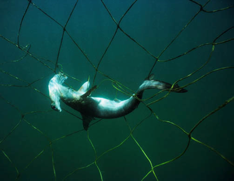 網によって捉えられたシュモクザメの写真