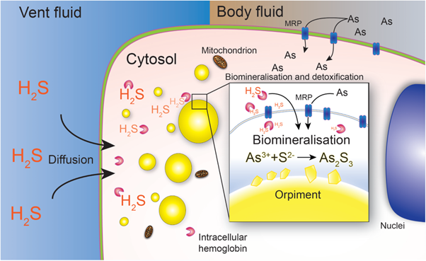 マリアナイトエラゴカイが 