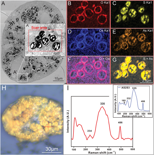 三硫化二ヒ素の組成を持つ雄黄の図