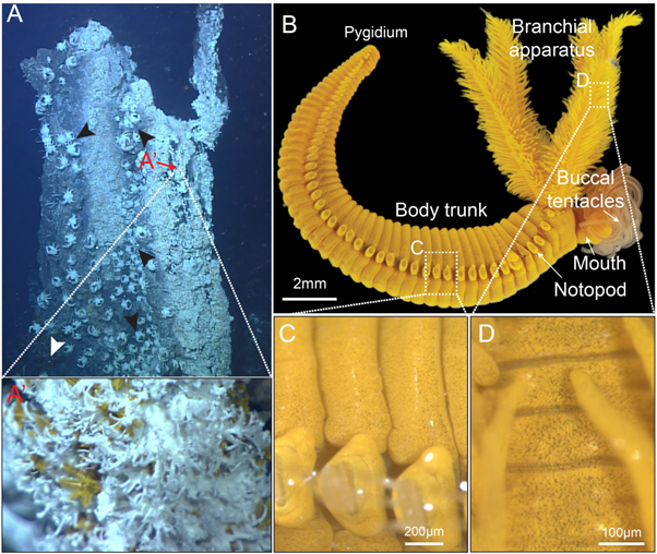 沖縄トラフ伊平屋北海丘で撮影された熱水噴出孔と、そこに生息するマリアナイトエラゴカイの生息状況