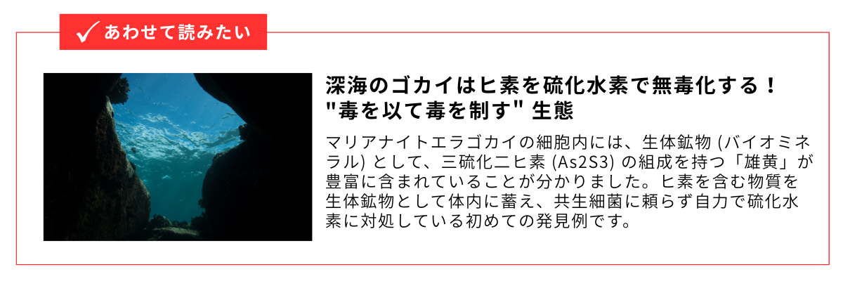 マリアナイトエラゴカイ_記事リンク