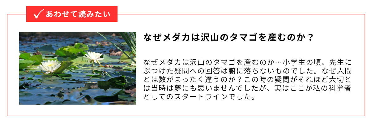 なぜメダカは沢山のタマゴを産むのか？_内部リンク用バナー