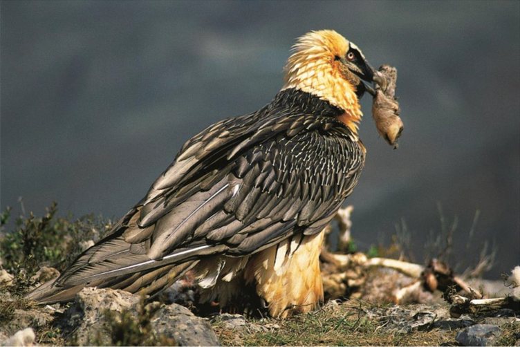 ヒツジの足先を巣まで運ぶヒゲワシの様子