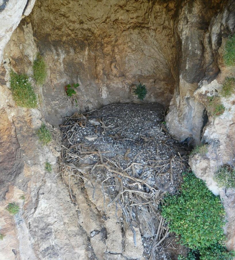 今回調査されたヒゲワシの巣の例