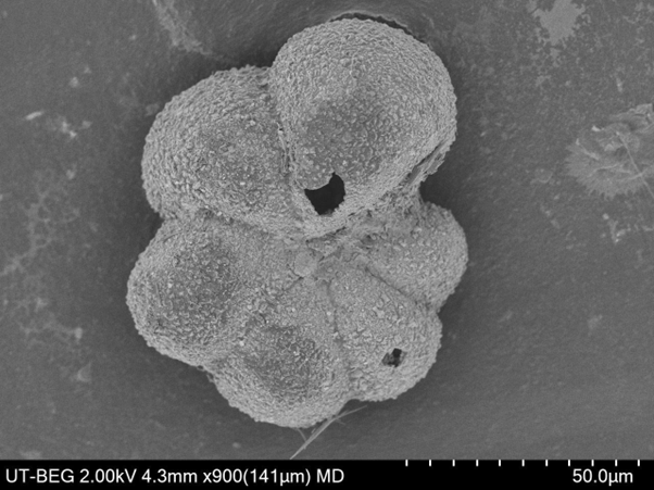 白亜紀末の大量絶滅後に新たな種が出現した指標となっている有孔虫「パルウラルゴグロビゲリナ・エウグビナ」の電子顕微鏡写真