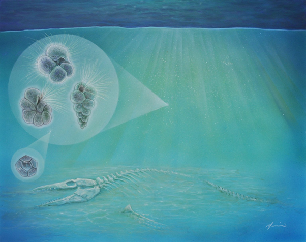 白亜紀末の大量絶滅により、海棲爬虫類が絶滅した一方、海では新たな種となるプランクトンが現れています