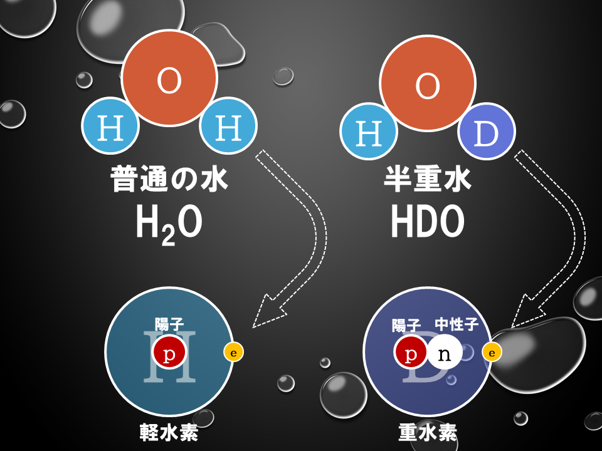 普通の水（H₂O）と半重水（HDO）および軽水素と重水素の違いを示した図。