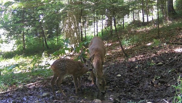 ノロジカのような単色の動物が周囲の景観に溶け込む様子。環境によってはシンプルな模様でも効果的なカモフラージュになることを示す画像。
