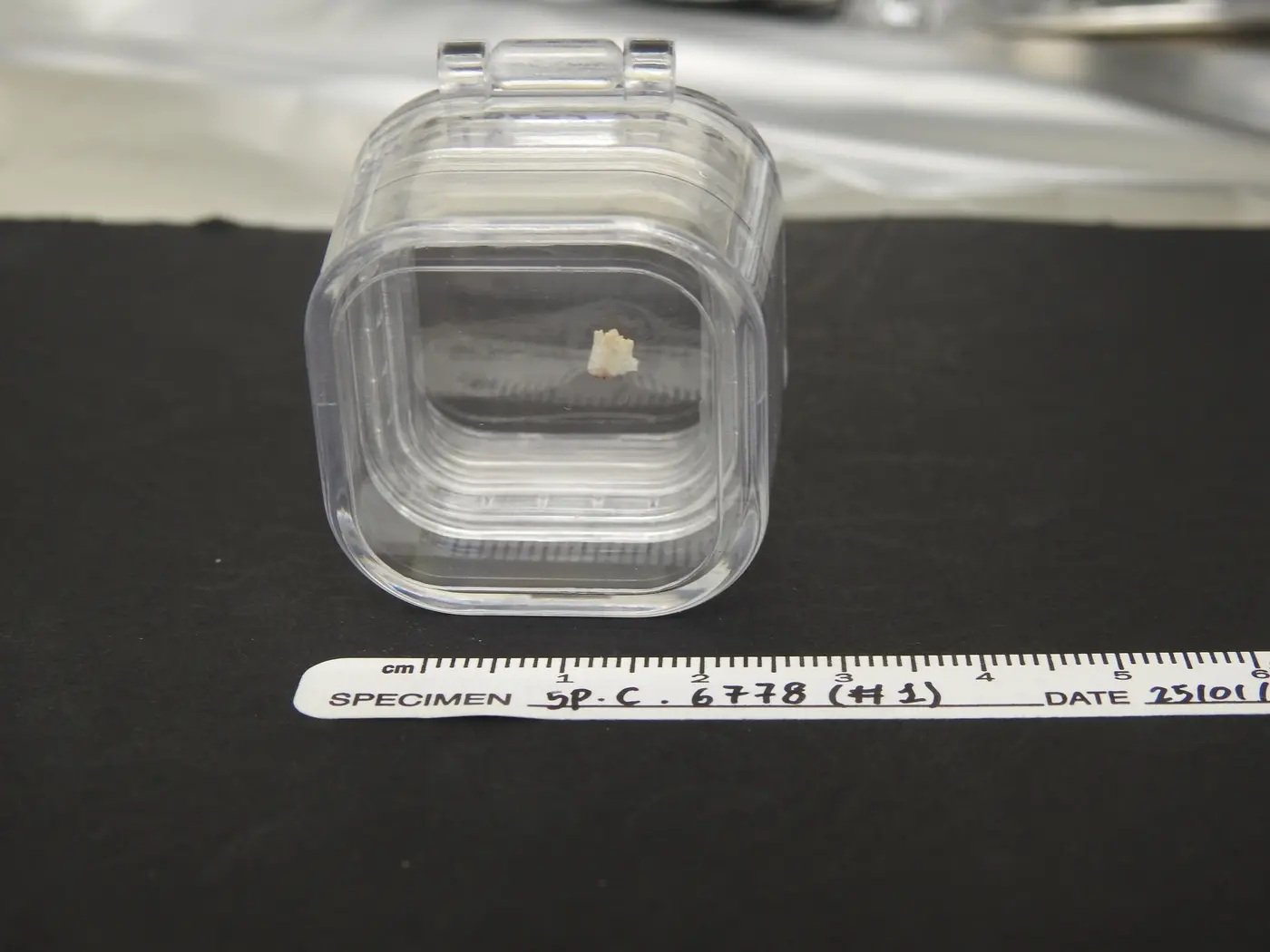 古代人のDNAが検出されたエスコウラル洞窟のサンプル。大部分は方解石 (炭酸カルシウム) ですが、下側にわずかながら顔料が付着しています。